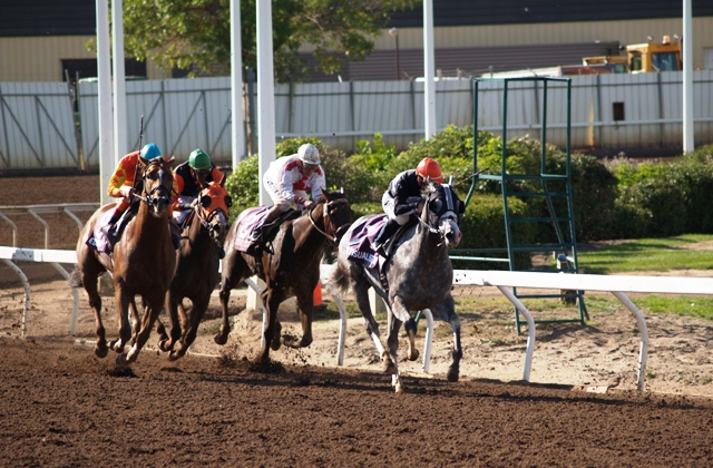 Horse Racing at Edmonton Northlands by Sheree Zielke