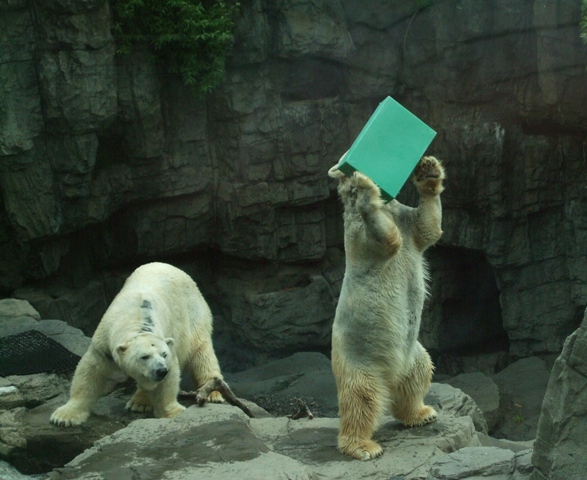 Polar Bear in Central Park Zoo Plays with Box by Sheree Zielke