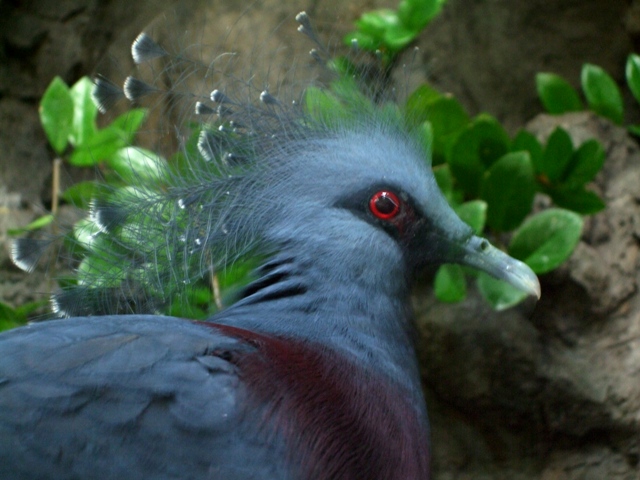 Crowned Pigeon in Central Park Zoo by Sheree Zielke
