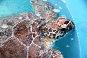 Be sure to pay a visit to these special patients the next time you are in the Florida Keys.